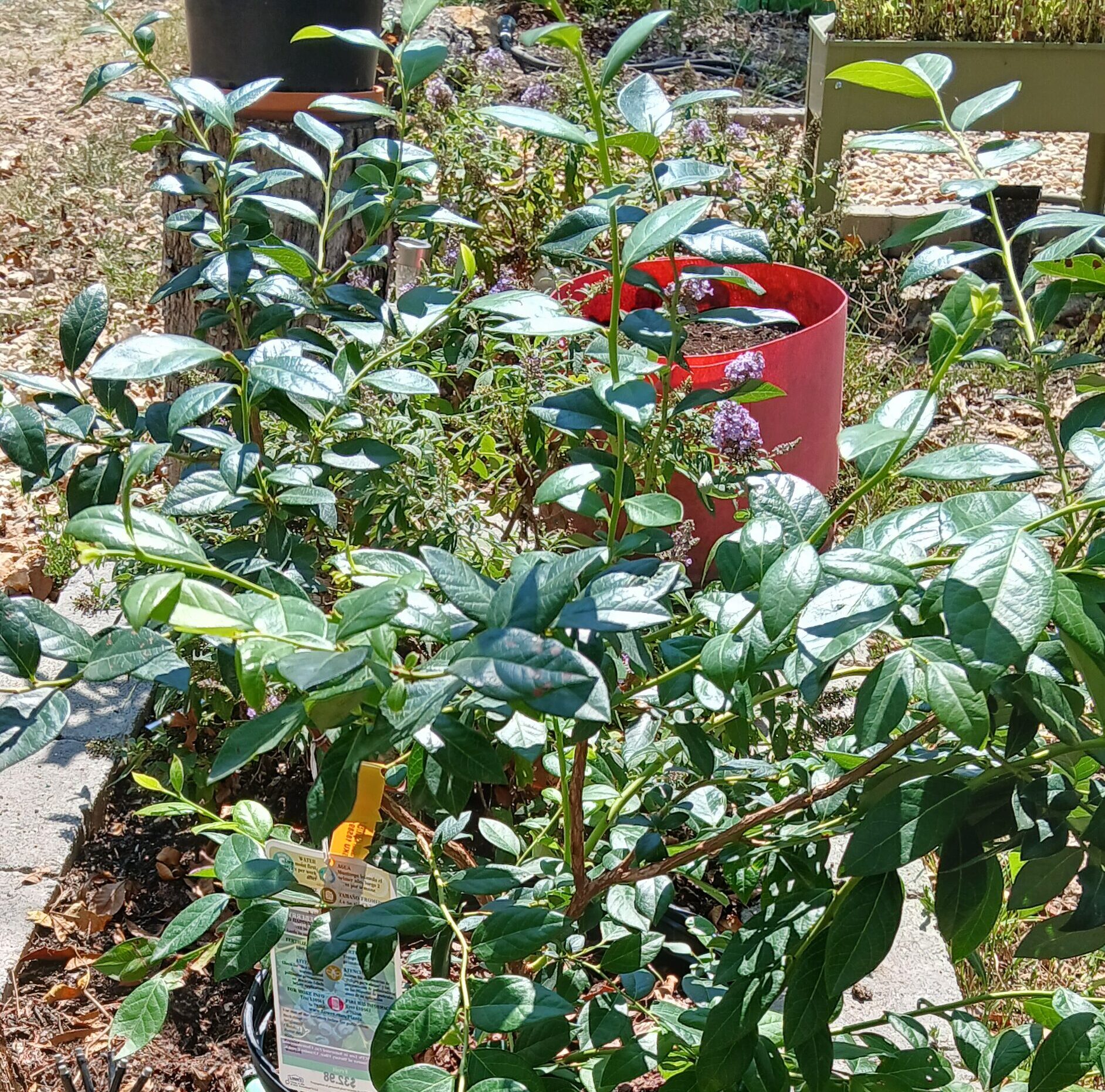 Our homestead just grew! We added a blueberry plant, jasmine bushes, beet and Daikon sprouts, plus planted seeds for rare fruits and trees like rainbow pears, pomelos, lychees, soursop, moringa, and more for spring growth.