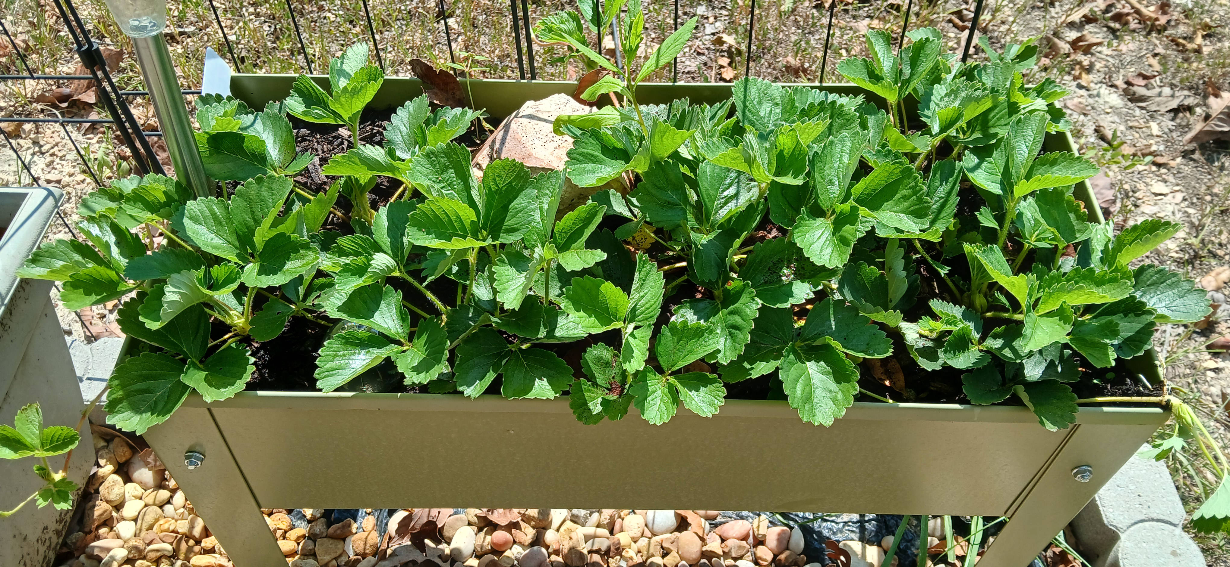 See what’s growing on the homestead this summer: a lemon tree, strawberries, rainbow chard, banana trees, peppers, sweet potatoes, figs, blackberries, and more — plus what didn’t survive.