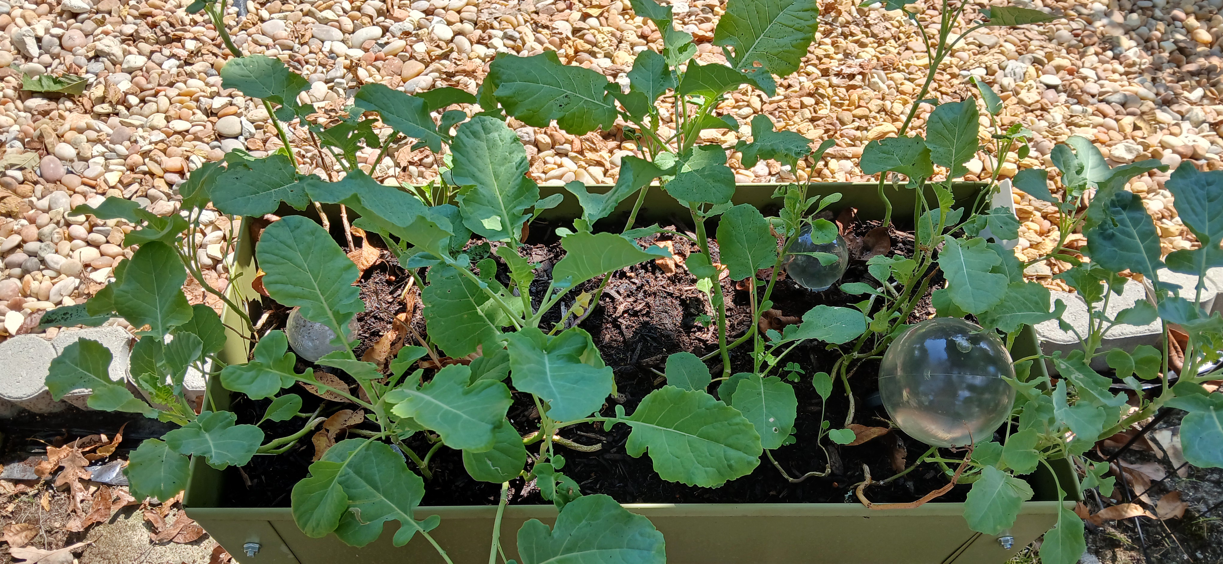 Every season has its wins and its losses, and this summer has been no different on the homestead. Some plants are thriving and showing off, while others… well, let’s just say they didn’t make the cut this year.