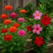Colorful zinnias and mandevilles growing in a homestead garden