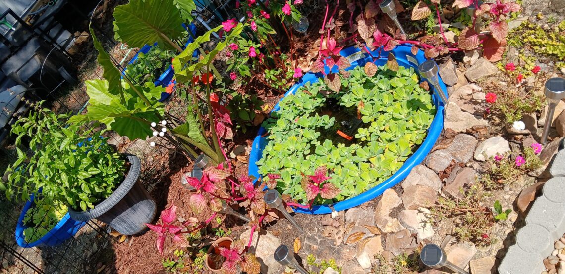 Front yard frog pond built from a kiddie pool with elephant ears, clearance plants, and river rocks.