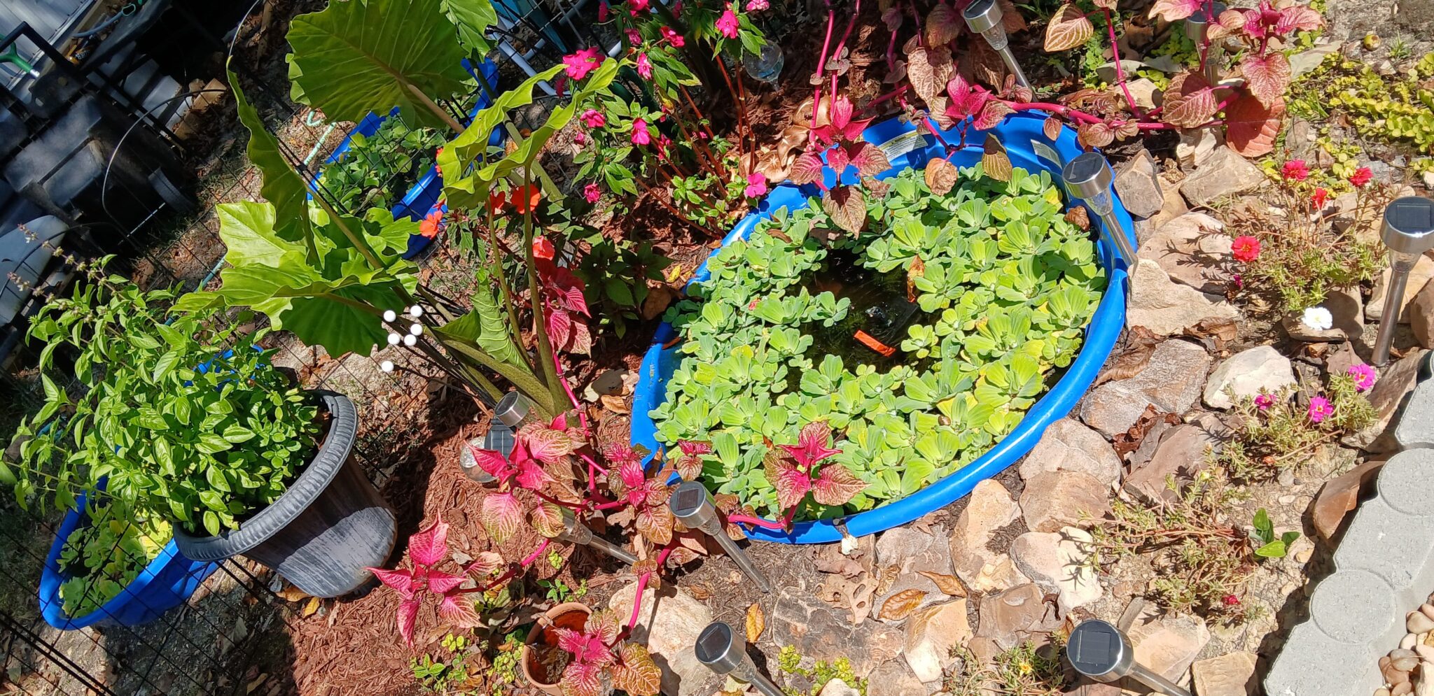 Front yard frog pond built from a kiddie pool with elephant ears, clearance plants, and river rocks.