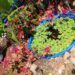 Front yard frog pond built from a kiddie pool with elephant ears, clearance plants, and river rocks.