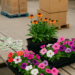 Learn how to save big during seasonal shifts. Nurseries dump plants before frost, feed stores clear last season’s seed, and grocery warehouses markdown near-expiry bulk.
